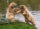 Haider Chishty - Bear Play.jpg